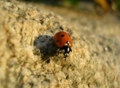 Fonds d'cran Animaux Coccinelle