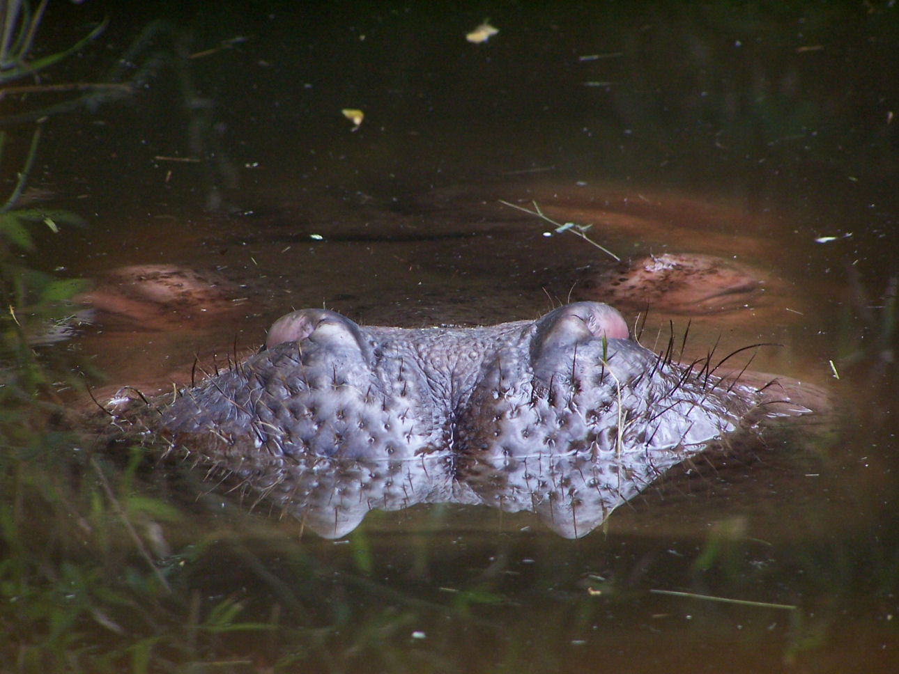 Wallpapers Animals Hippopotamuses 