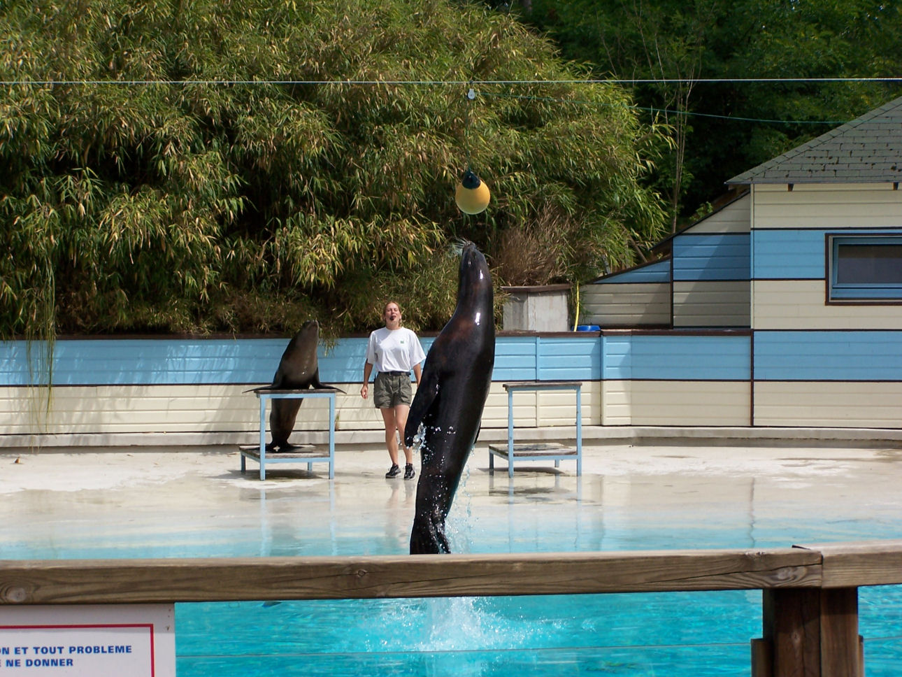 Fonds d'cran Animaux Vie marine - Otaries 