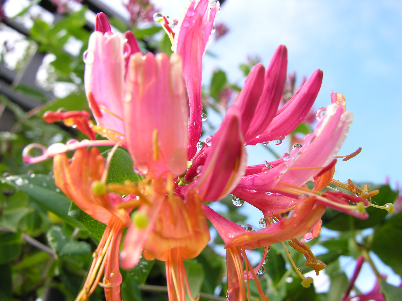 Fonds d'cran Nature Fleurs 