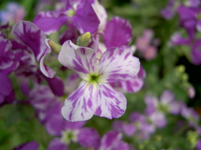 Fonds d'cran Nature Fleurs 