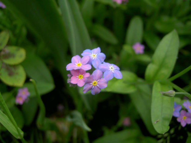 Wallpapers Nature Flowers 