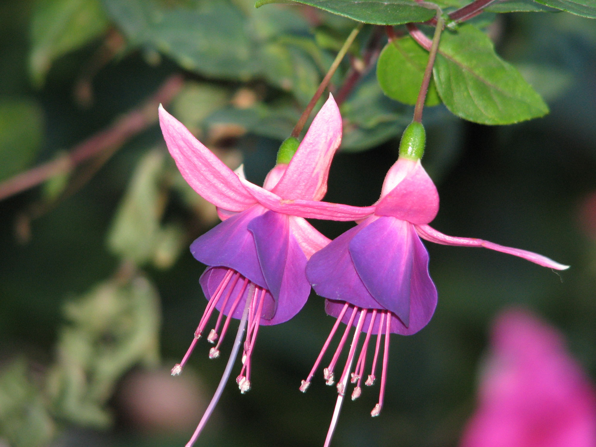 Fonds d'cran Nature Fleurs Fuschia