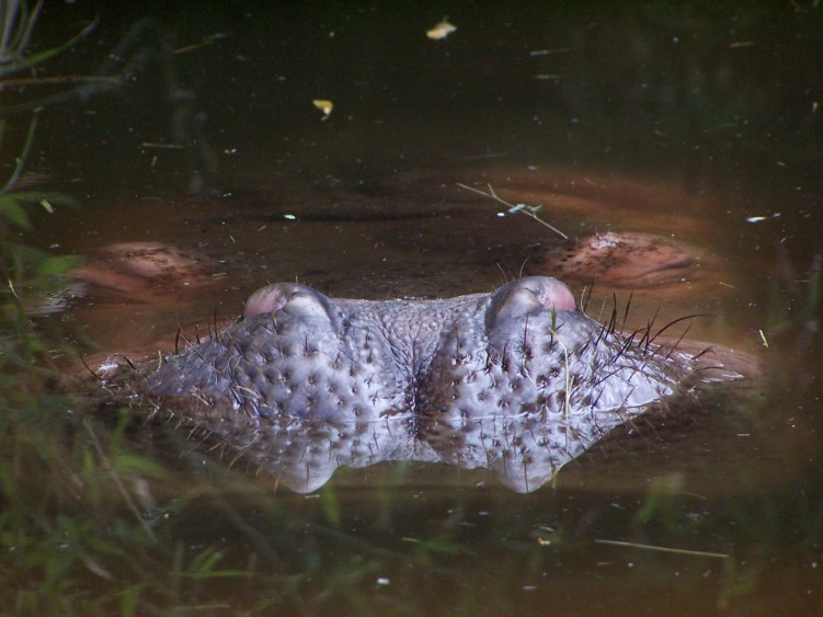 Fonds d'cran Animaux Hippopotames Wallpaper N116177