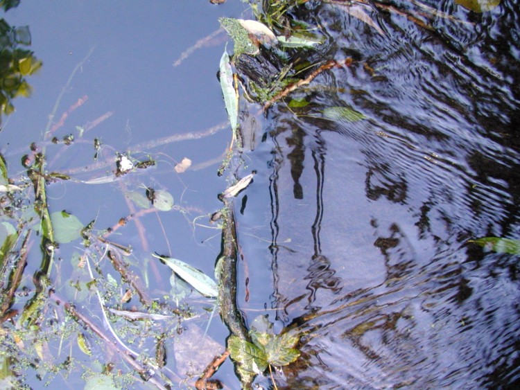 Wallpapers Nature Water - Reflection Reflets