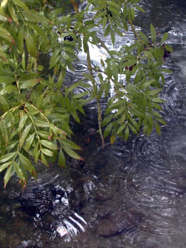 Wallpapers Nature Water - Reflection Reflets