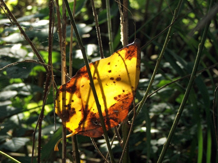 Fonds d'cran Nature Saisons - Automne Tombe les feuilles d'automne !