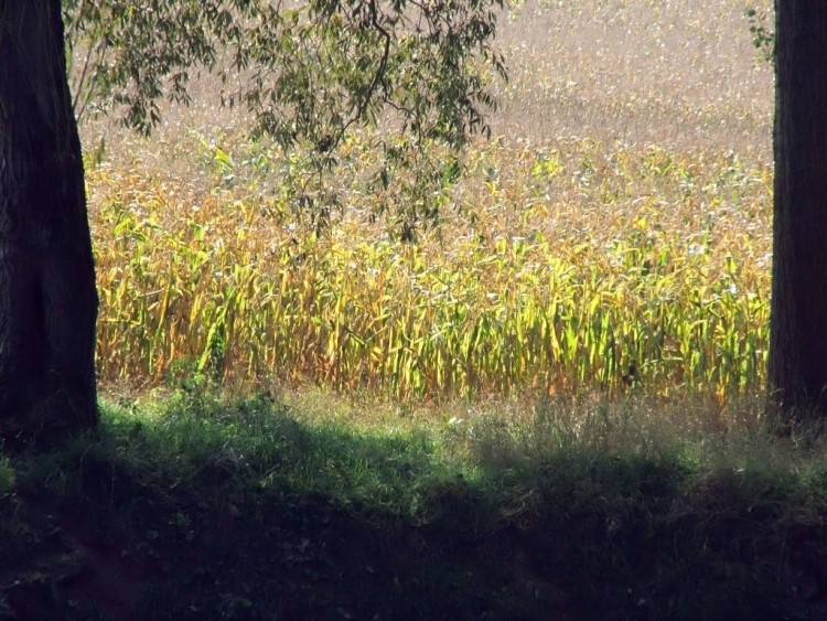 Fonds d'cran Nature Champs - Prairies Couleurs sur un champ de mas...