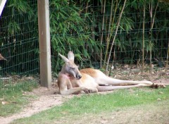 Fonds d'cran Animaux Quelle vie ! Demain je bouge !