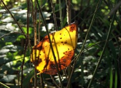 Fonds d'cran Nature Tombe les feuilles d'automne !