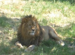 Wallpapers Animals Le roi lion