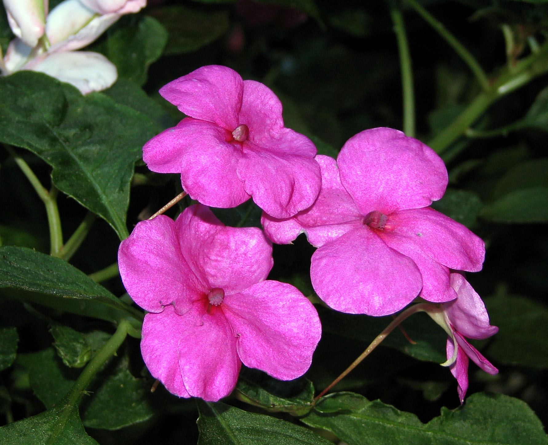 Fonds d'cran Nature Fleurs Impatient