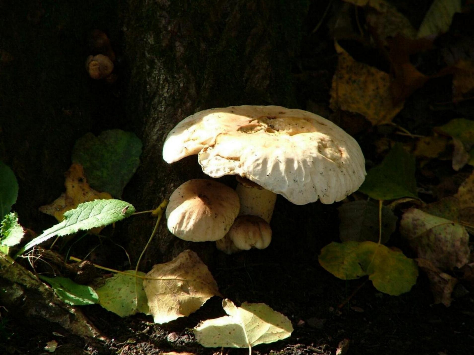 Fonds d'cran Nature Champignons 