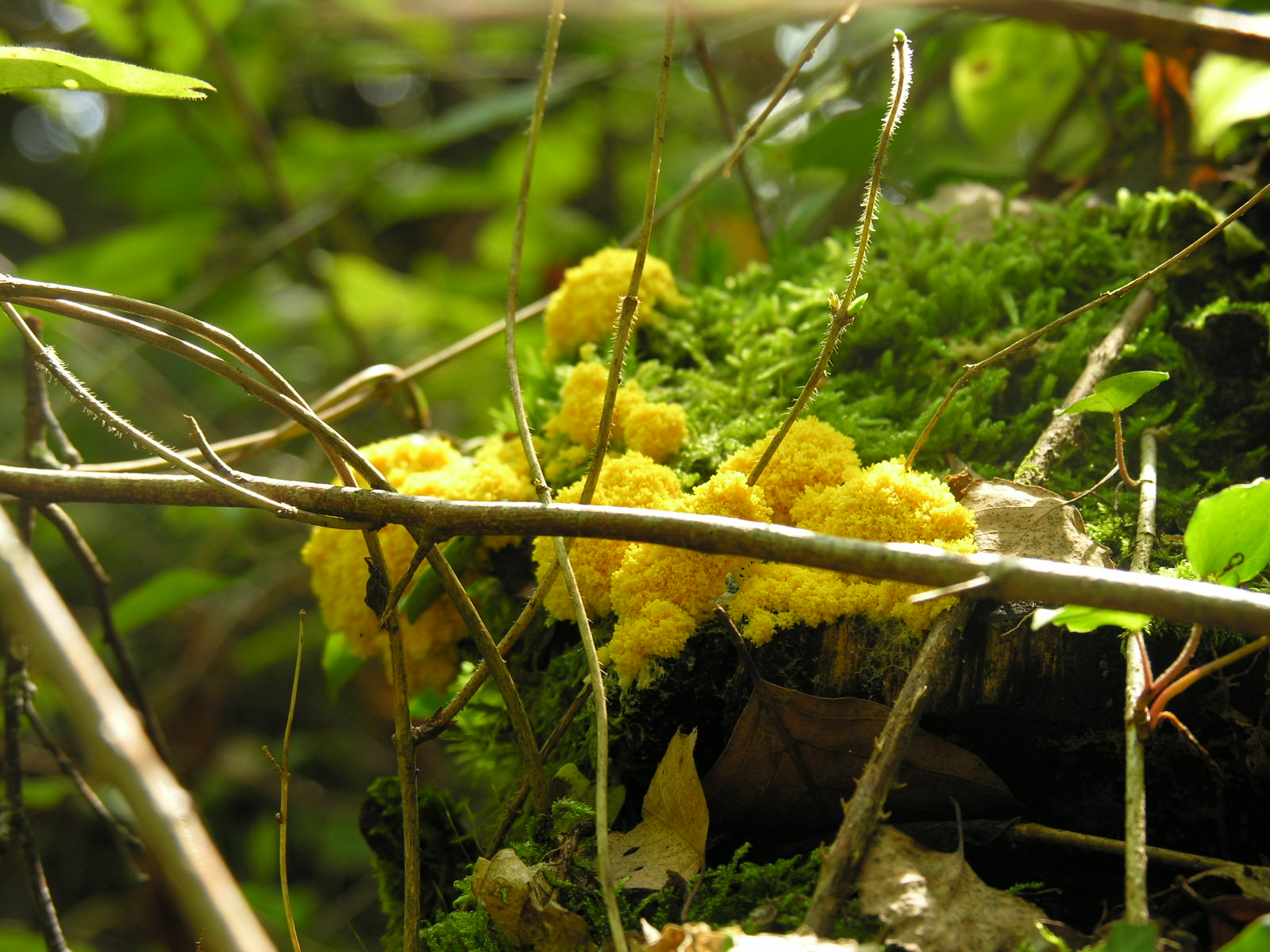 Fonds d'cran Nature Champignons Beaut des sous-bois