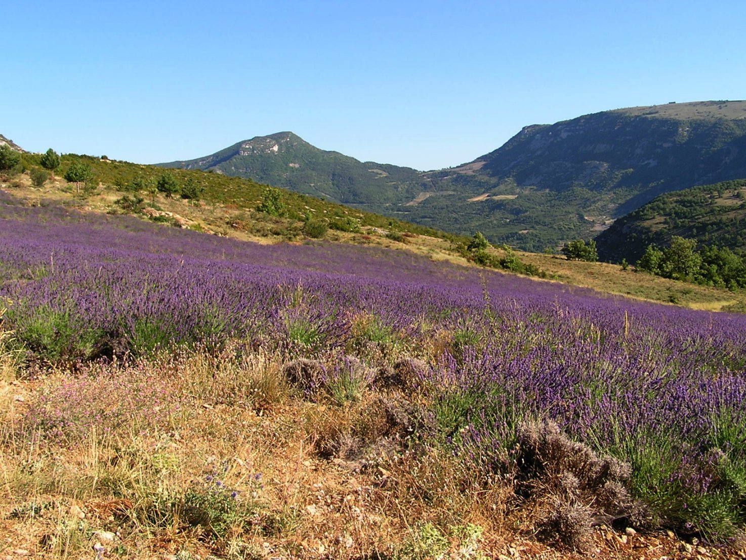 Wallpapers Trips : Europ France > Provence-Alpes-Cte d'Azur La Drme provenale et sa lavande