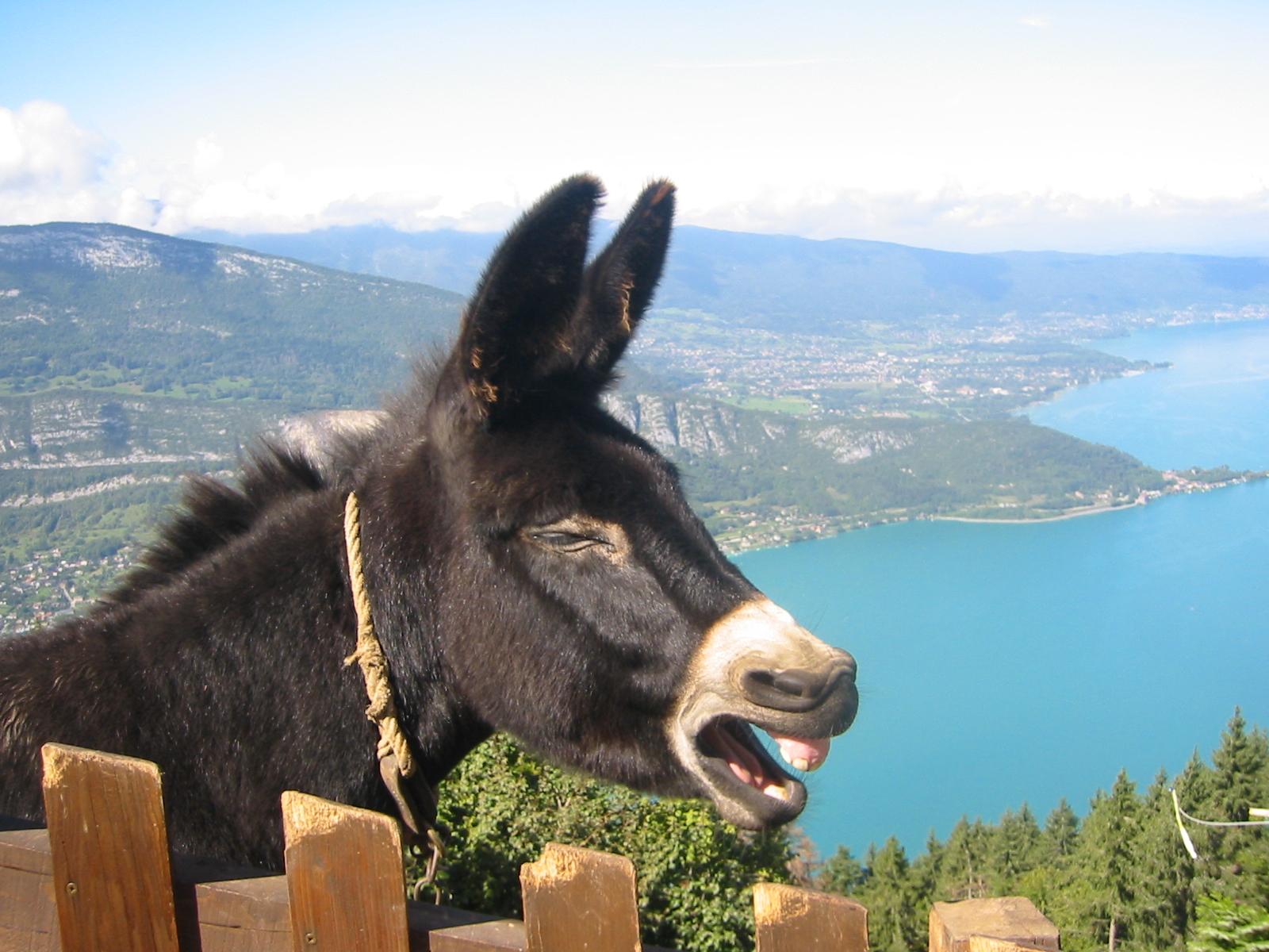 Fonds d'cran Animaux Anes de passage