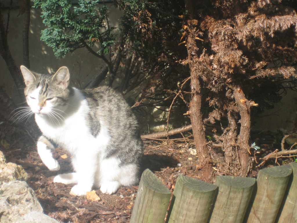 Fonds d'cran Animaux Chats - Chatons Tite Nina au soleil