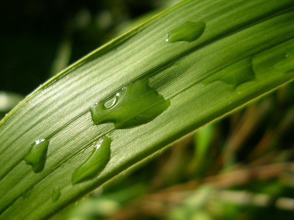 Fonds d'cran Nature Feuilles - Feuillages Aprs la pluie...