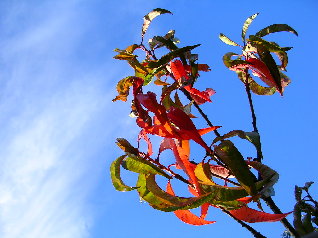 Fonds d'cran Nature Saisons - Automne l\'automne et ses rouges feux