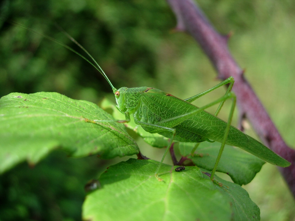 Fonds d'cran Animaux Insectes - Sauterelles et Criquets Sauterelle dans son envirronement