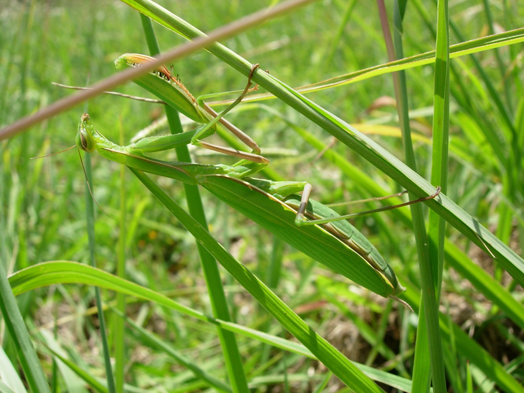 Fonds d'cran Animaux Insectes - Mantes Religieuse Mante religieuse femelle