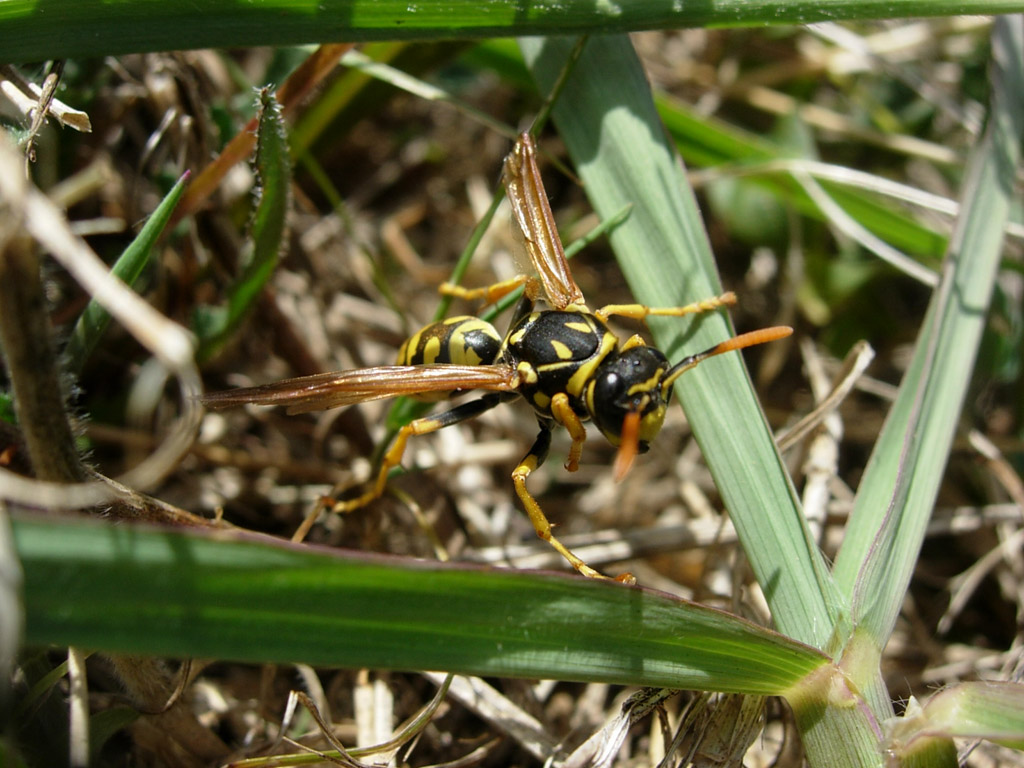 Fonds d'cran Animaux Insectes - Abeilles Gupes ... Guepe