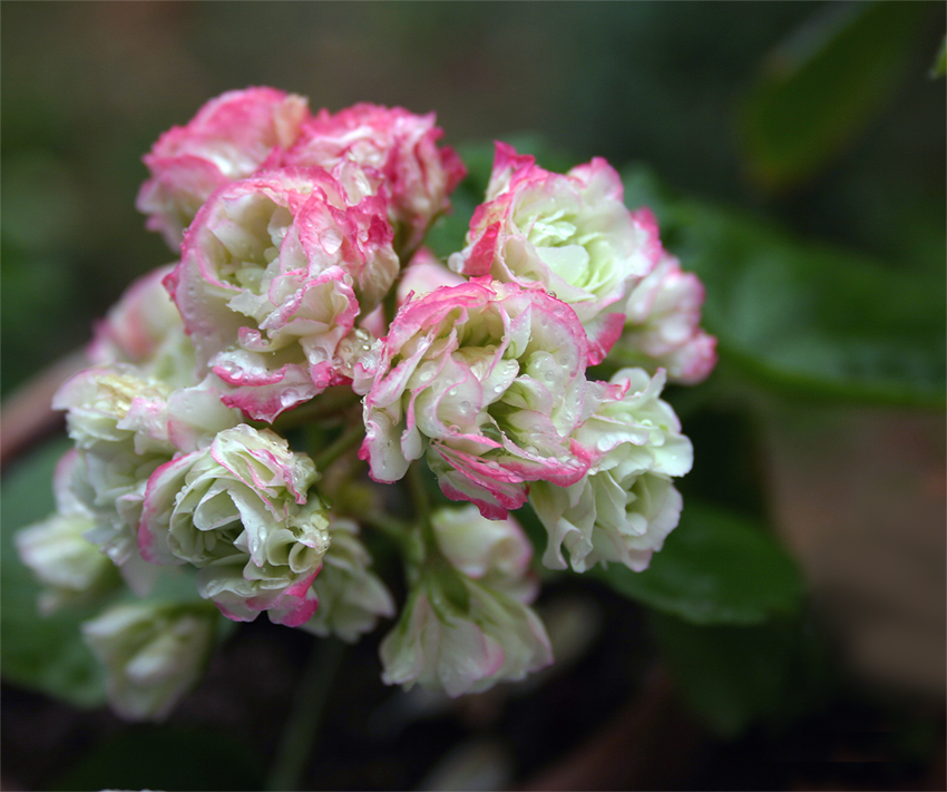 Wallpapers Nature Flowers Pelargonium pompon