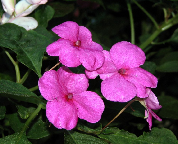 Fonds d'cran Nature Fleurs Impatient