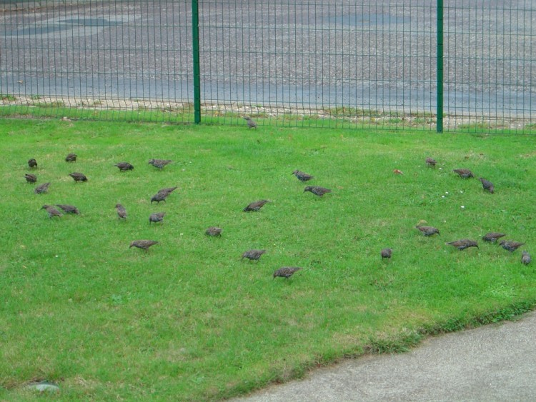 Fonds d'cran Animaux Oiseaux - Divers Invasion de grives.