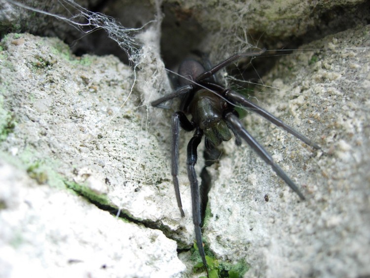 Fonds d'cran Animaux Araignes Segestria Florentina