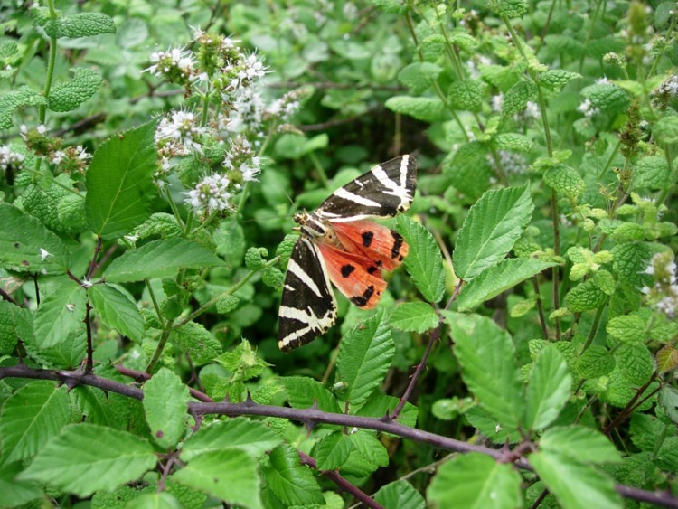 Fonds d'cran Animaux Insectes - Papillons Papillon dans son environnement