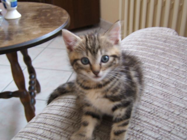 Fonds d'cran Animaux Chats - Chatons Titoo pose