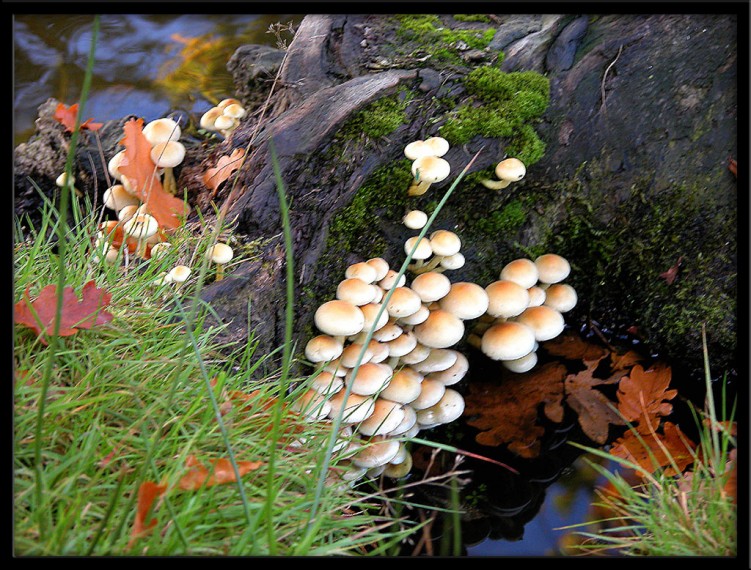 Wallpapers Nature Mushrooms Champignons sur souche