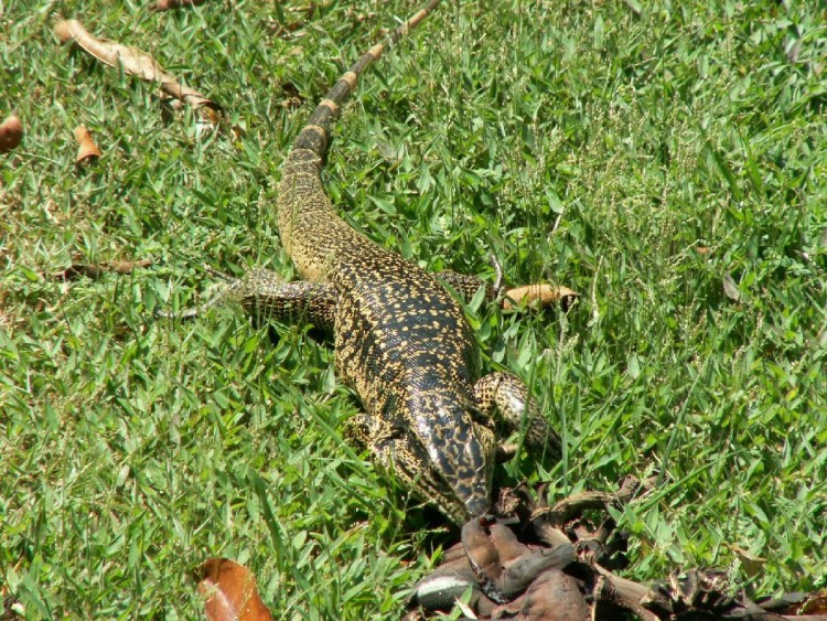 Fonds d'cran Animaux Crocodiles - Alligators - Camans Lzard de terre guyanais