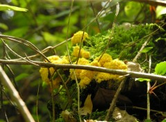 Fonds d'cran Nature Beaut des sous-bois