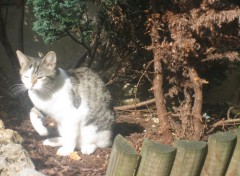 Fonds d'cran Animaux Tite Nina au soleil