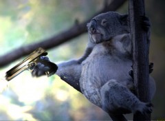 Wallpapers Digital Art Animal soldier Koala