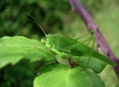 Fonds d'cran Animaux Sauterelle dans son envirronement