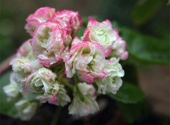 Fonds d'cran Nature Pelargonium pompon