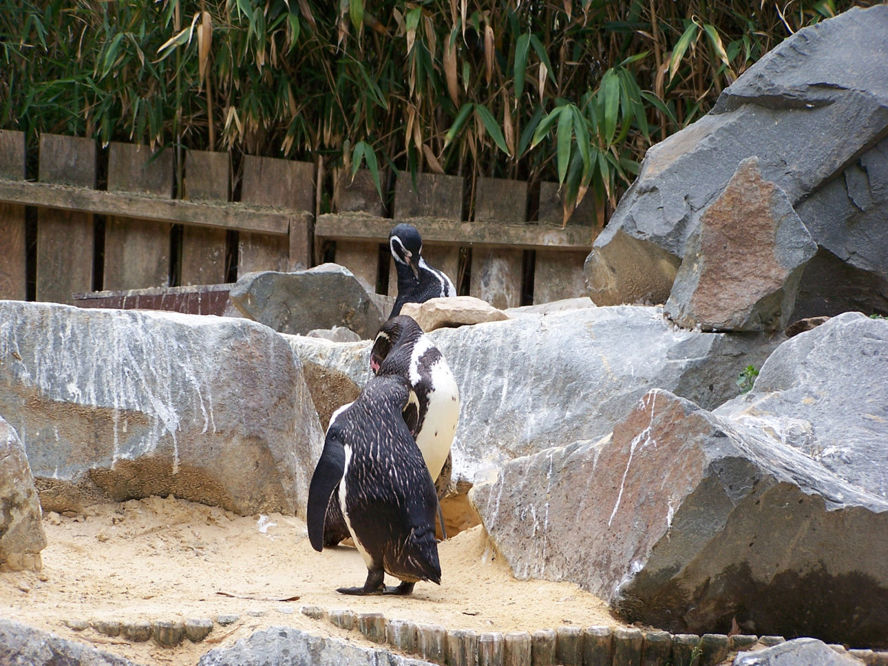 Fonds d'cran Animaux Oiseaux - Manchots 