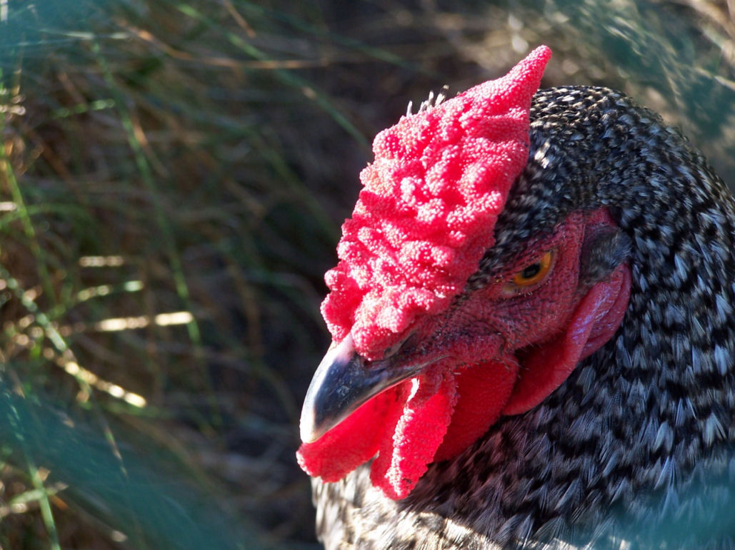 Fonds d'cran Animaux Oiseaux - Poules et Coqs 