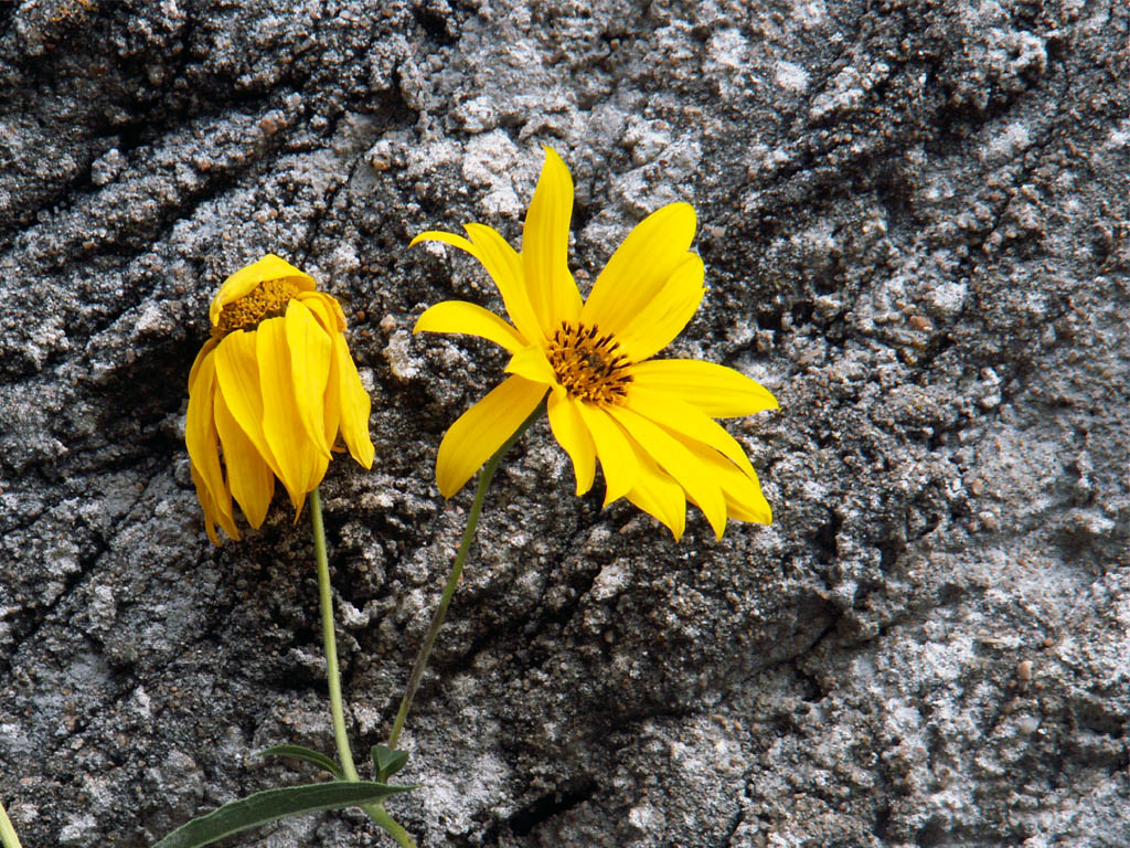 Wallpapers Nature Flowers fleur jaune