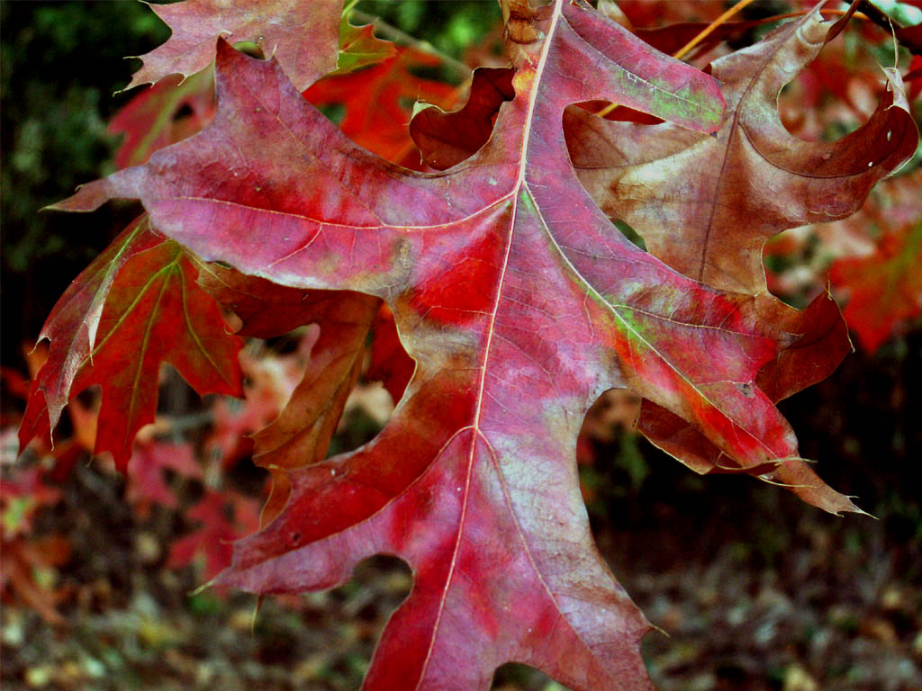 Wallpapers Nature Leaves - Foliage chne rouge d'amrique