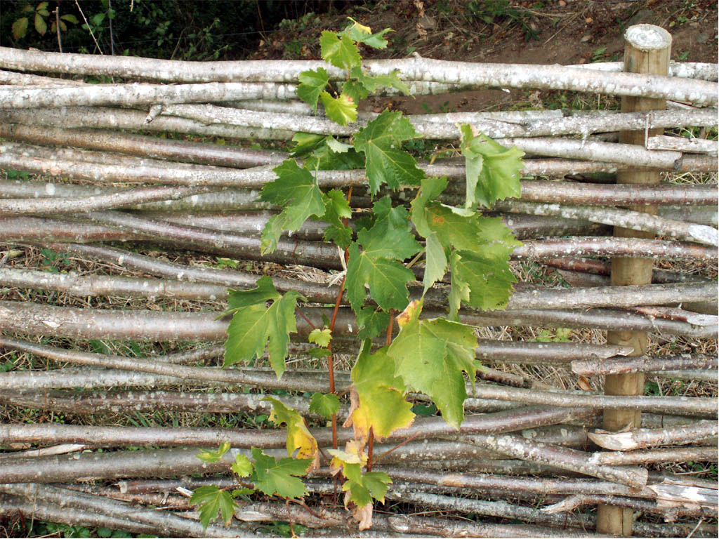 Wallpapers Nature Leaves - Foliage vigne