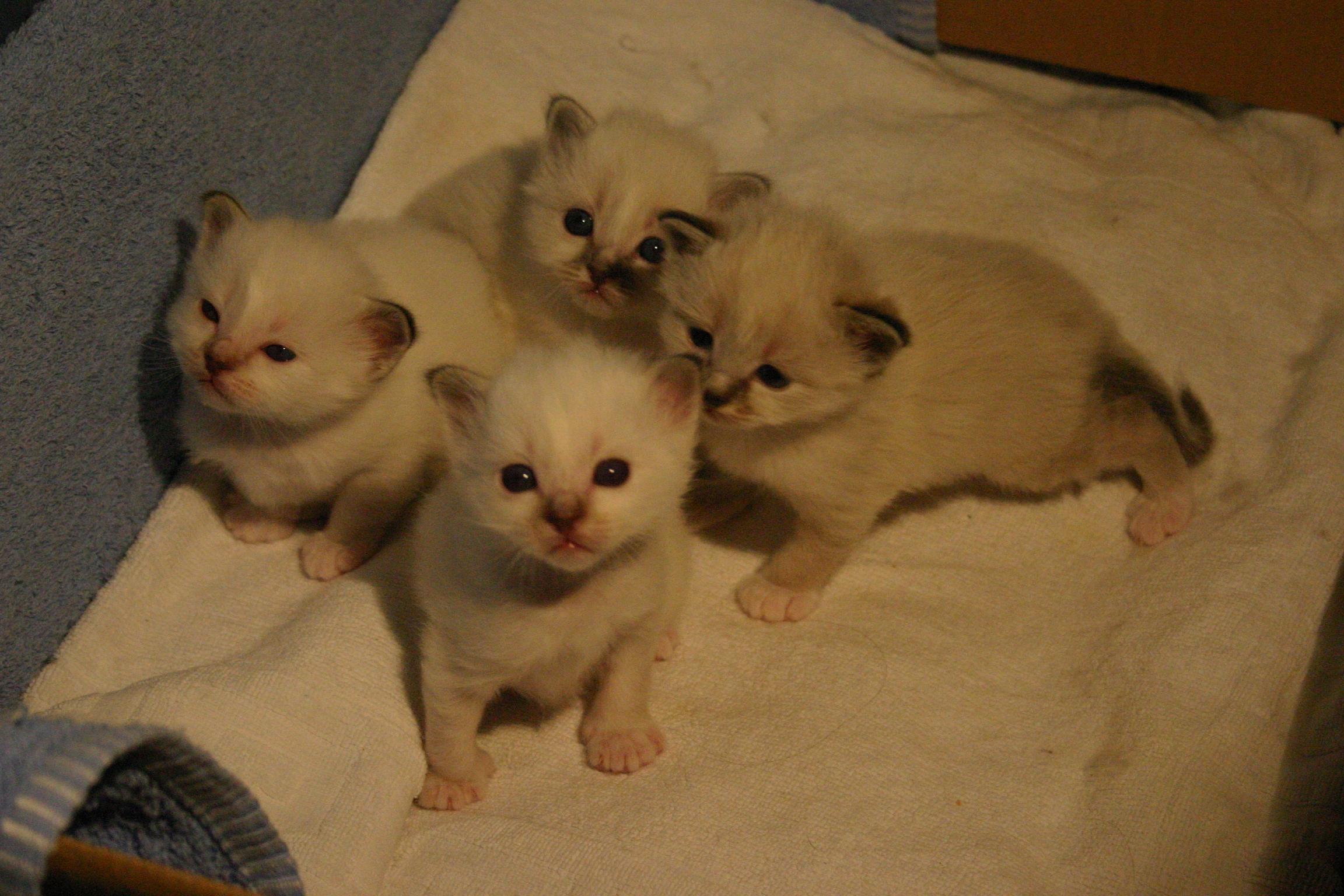 Fonds d'cran Animaux Chats - Chatons les garons devant, les filles derrire !