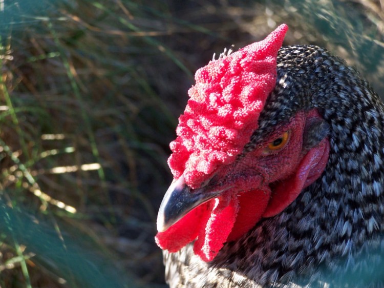 Fonds d'cran Animaux Oiseaux - Poules et Coqs Wallpaper N116559