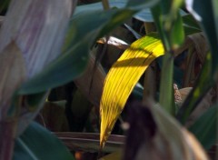 Fonds d'cran Nature Feuille de mas se dorant au soleil...