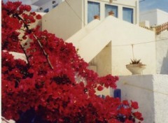 Wallpapers Trips : Europ Bougainvilles  Mesa Gania - Santorin