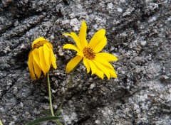 Fonds d'cran Nature fleur jaune