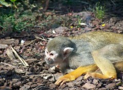 Fonds d'cran Animaux Image sans titre N116662